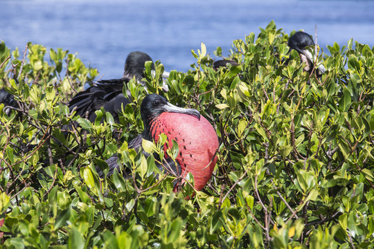 The male frigate with red throat pouch, which it inflates as part of its courtship behaviour, Barbuda, Antigua and Barbuda, Leeward Islands