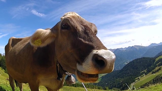 Cow on a pasture in the mountains
