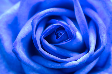 Blue rose close up.