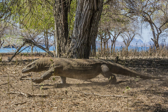 Adult Komodo dragon (Varanus komodoensis) in Komodo National Park, Komodo Island, Indonesia