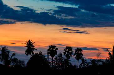 siluate coconut tree