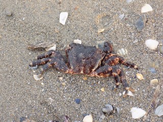 Crab on sand