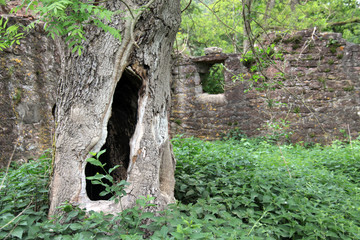 Hohler Baum innerhalb einer Ruine stehend