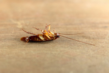 Cockroach ,bug