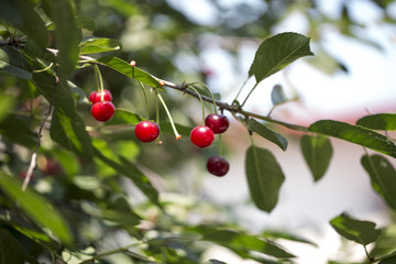 Obraz premium Red and sweet cherries 