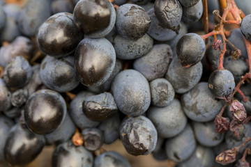 Vineyards in autumn harvest. 