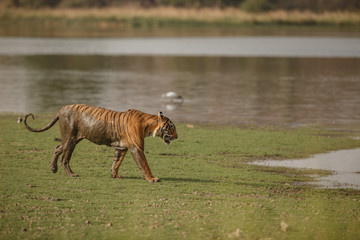 Tiger male/Bengal tiger from India