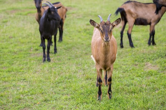 Herd of goats on pasture