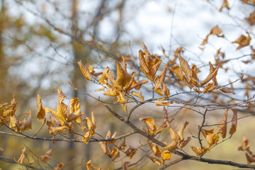 Colorful autumn leaves
