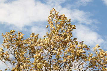 Colorful autumn leaves
