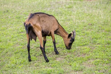 Herd of goats on pasture