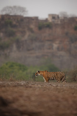 Tiger and fort/Bengal tiger from India