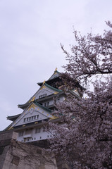 Osaka castle with cherry blossom. Japanese spring beautiful scene.