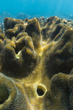 Hard and soft corals on underwater reef on Jaco Island, Timor Sea, East Timor