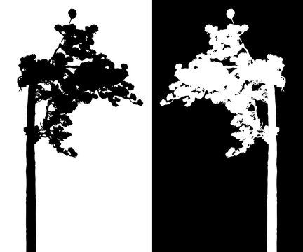 Pine tree vector silhouette.