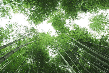 Fototapeta na wymiar 대나무숲