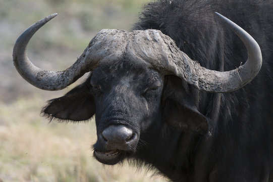 Buffalo (Syncerus caffer), Chobe National Park, Botswana