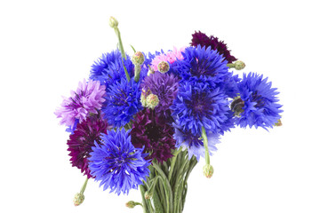 cornflowers