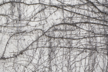 background with dried plant texture