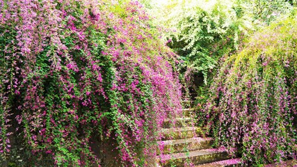 鎌倉 海蔵寺の萩