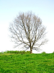 Obraz premium 草原の枯れ木