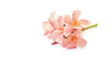 Oleander