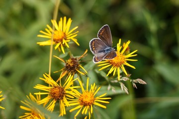 polyommatus butterfly on flower