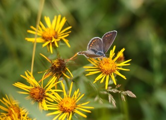 polyommatus butterfly on flower