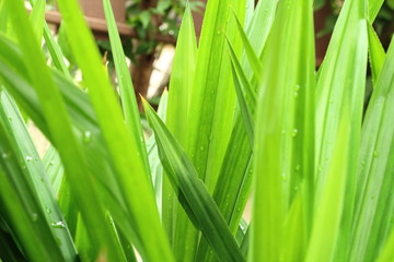 Green pandanus leaf