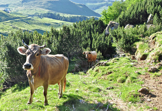 Cows in a scenic summer field in Bucegi mountains.