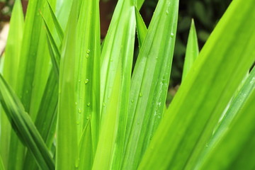 Green pandanus leaf