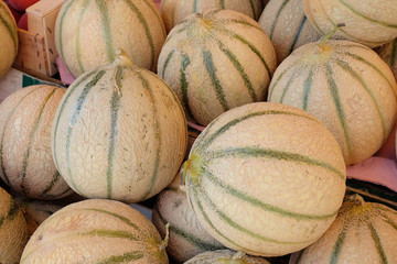 melons charentais © Dominique VERNIER