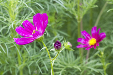 Cosmos flower (Cosmos Bipinnatus)