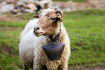 Sheep with cowbell
