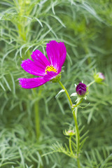 Obraz premium Cosmos flower (Cosmos Bipinnatus)