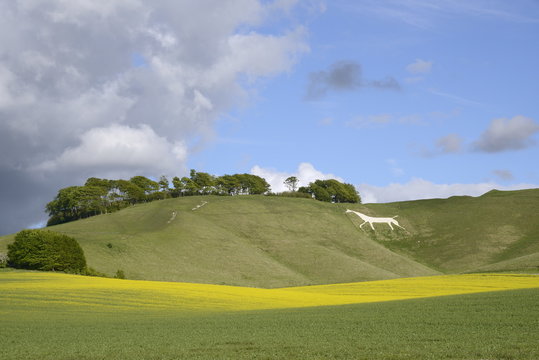 Cherhill White Horse, cut into chalk downland in 1780, with rape crop (Brassica napus) flowering in the foreground, Wiltshire