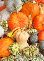 Colorful pumpkins