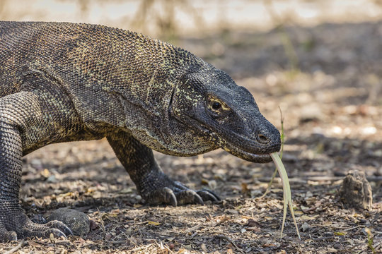Adult Komodo dragon (Varanus komodoensis), in Komodo National Park, Komodo Island, Indonesia