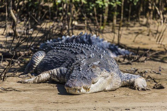 An adult wild saltwater crocodile (Crocodylus porosus), on the banks of the Daintree River, Daintree rain forest, Queensland