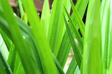 Green pandanus leaf