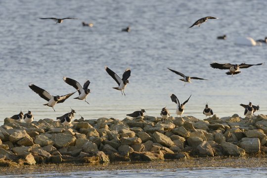 Lapwings (Vanellus vanellus) arriving at a roost on a stone breakwater in sunset light, Rutland Water, Rutland