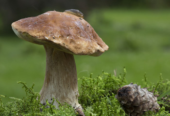 Белый гриб, улитка и шишка