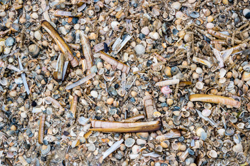 Muschelbank im Wattenmeer