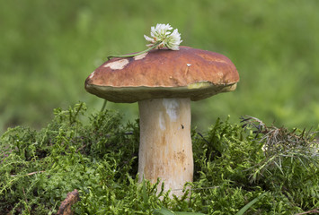 Белый гриб с белым клевером