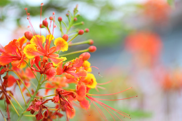 beautiful vintage flowers soft focus background