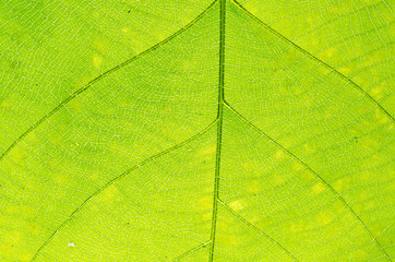 green leaf texture as background