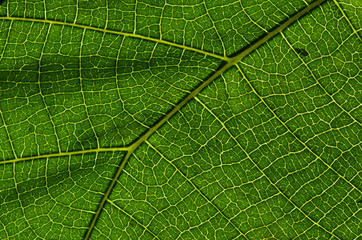 green leaf texture as background