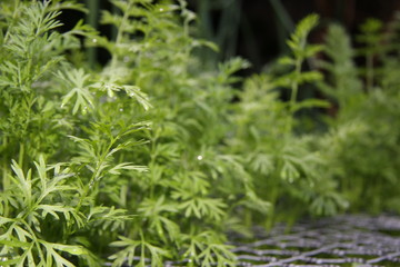Carrot Leaves