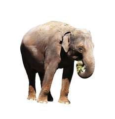 Obraz premium African elephant