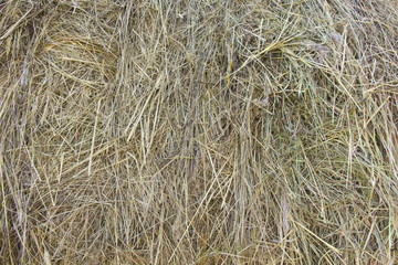 hay